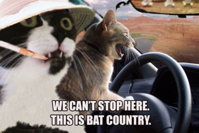 kitties_we_cant_stop_here_this_is_bat_country.jpg