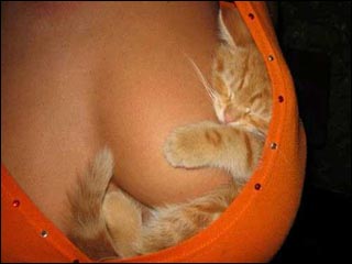 Lucky Cat.jpg